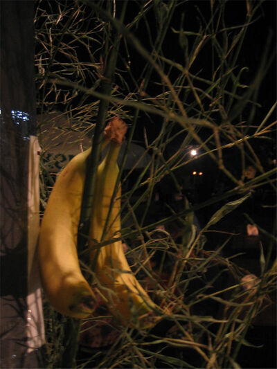bananas.jpg